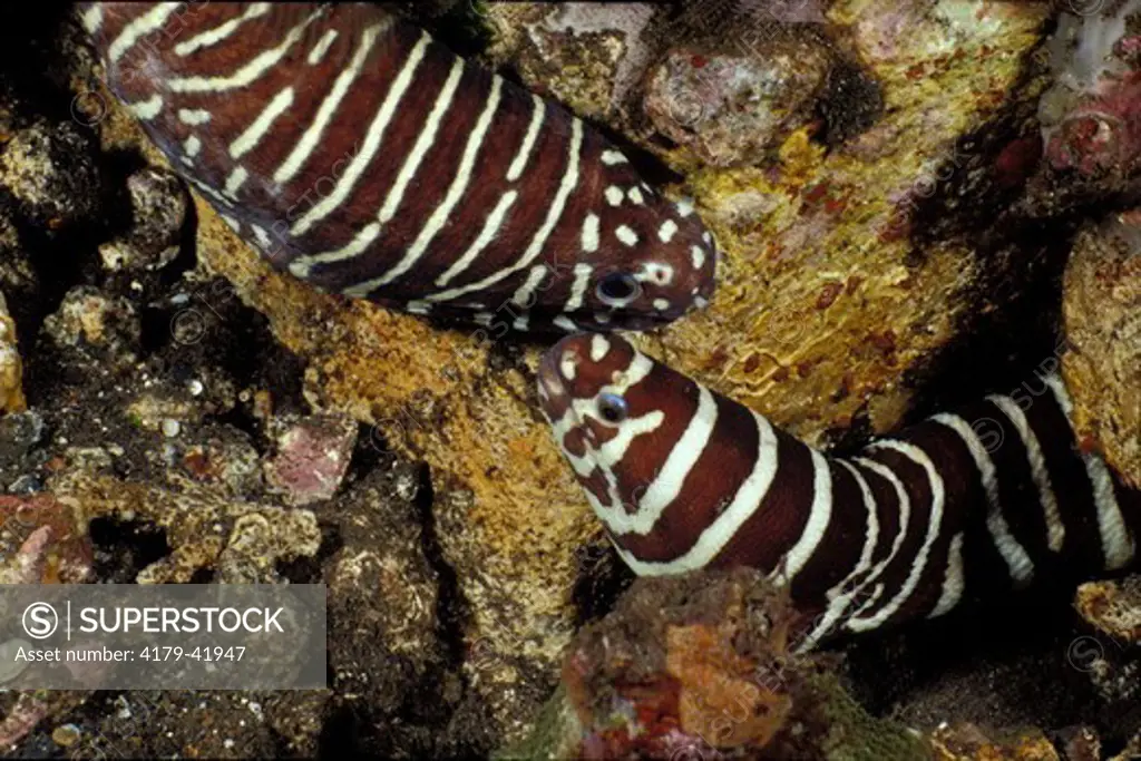 Courtship of Zebra Moray Eels (Gymnomuraena zebra) Bali Indonesia.