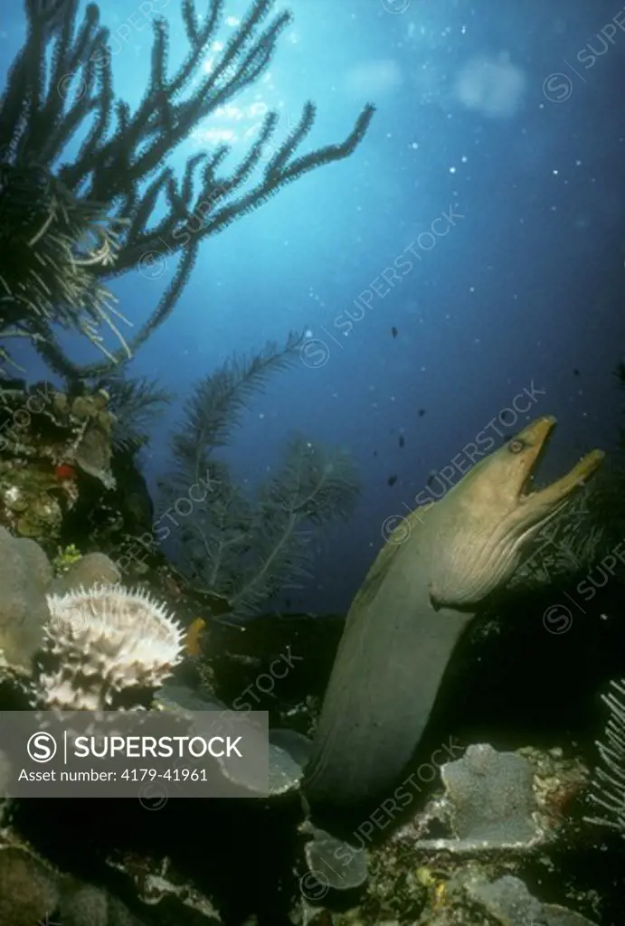 Green Moray Eel (Gymnothorax funebris)