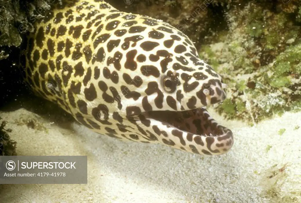 Leopard Moray Eel (Gymnothorax sp.), Indo-Pacific