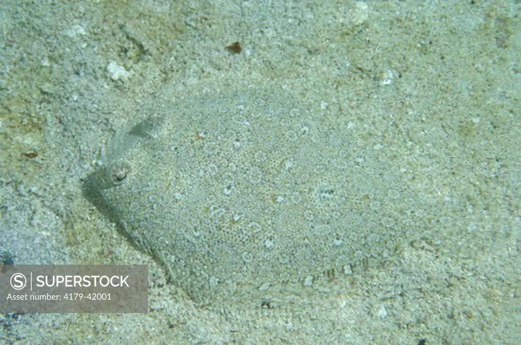 Eyed Flounder (Bothus ocellatus) Roatan