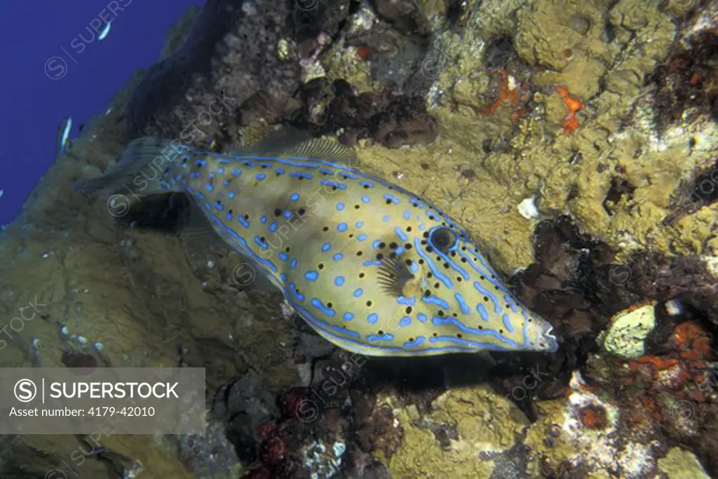 Scrawled Filefish (Aluterus scriptus) Stetson Bank FGBNMS, Gulf of Mexico
