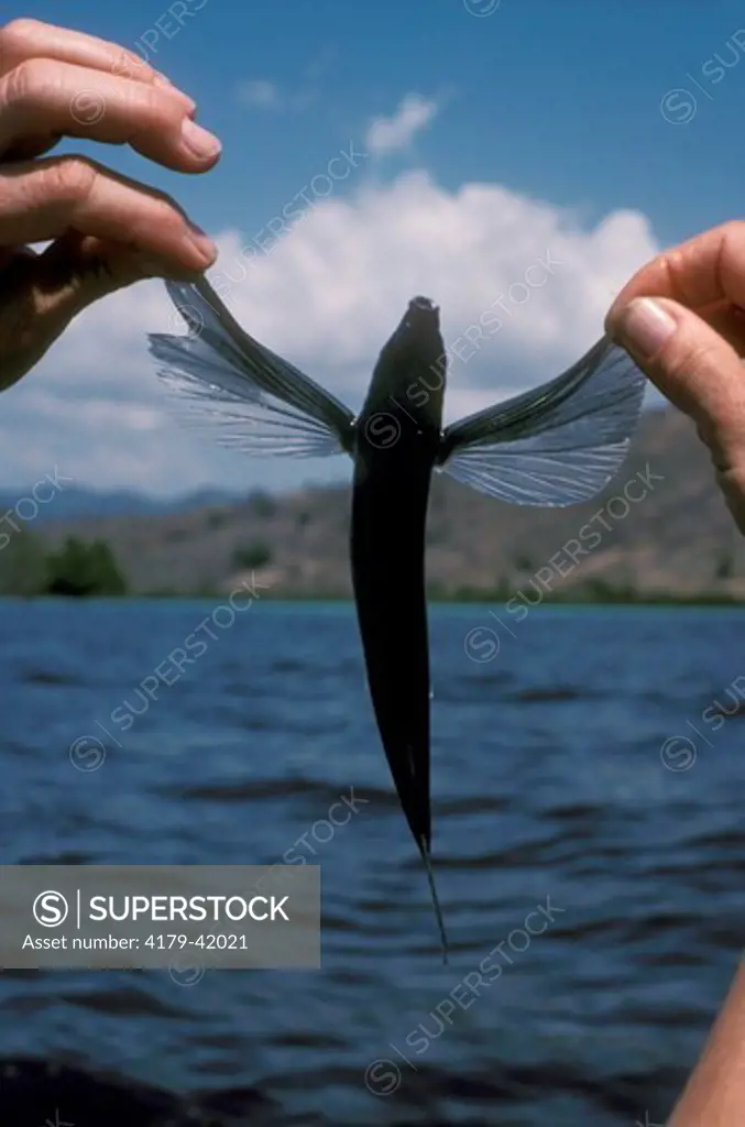Flying Fish (Exorcet sp) Flores Sea, Indonesia