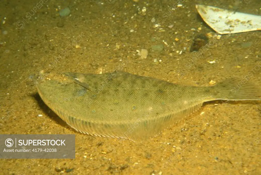 Winter Flounder, Atlantic (Pseudopleuronectes americanus)