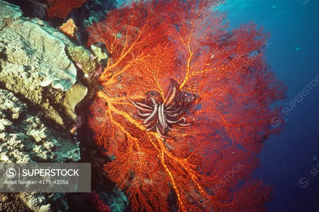 Gorgonian aka Sea Fan or Sea Whip, a soft Coral, Palau, Micronesia, family: Gorgoniidae, Suborder: Holaxonia