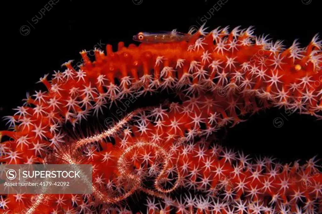 A Coral Goby (Bryaninops sp.) living on a Gorgonian with a Brittle Star  Bali Indonesia.