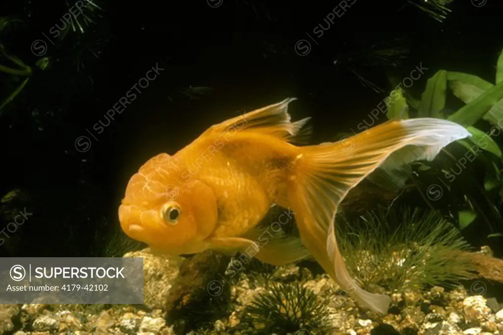 Oranda Fantail Goldfish