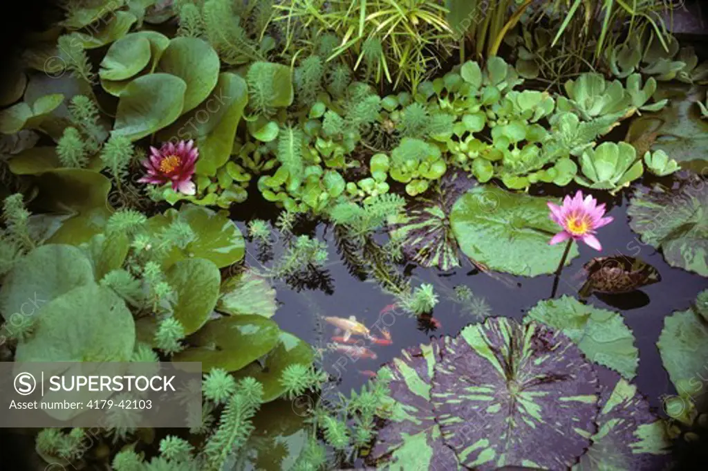 Heavily Planted Water Garden Pool with Koi and Goldfish