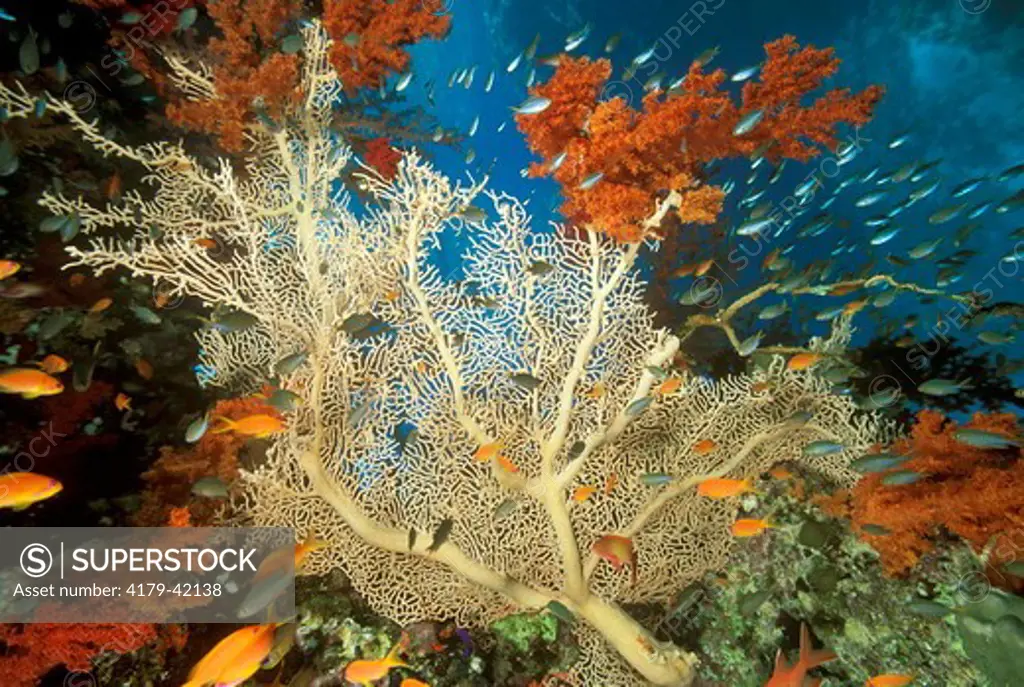 Gorgonian Sea Fan, a soft Coral (Subergorgia mollis), Indo-Pacific, grows perpendicular to Current