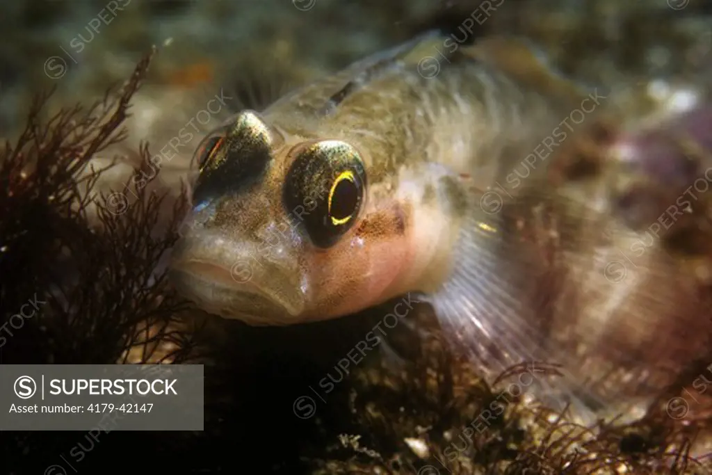 Black-eyed Goby (Coryphoterus nicholsii) California