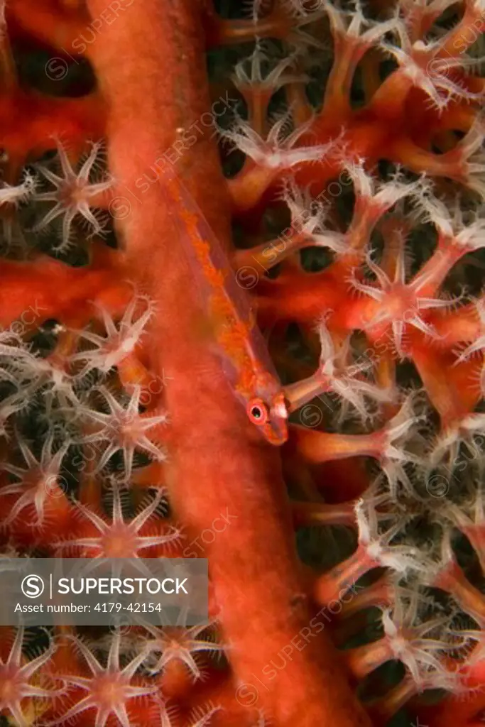 Common Ghost Goby (Pleurosicya mossambica) on Soft Coral, Papua New Guinea