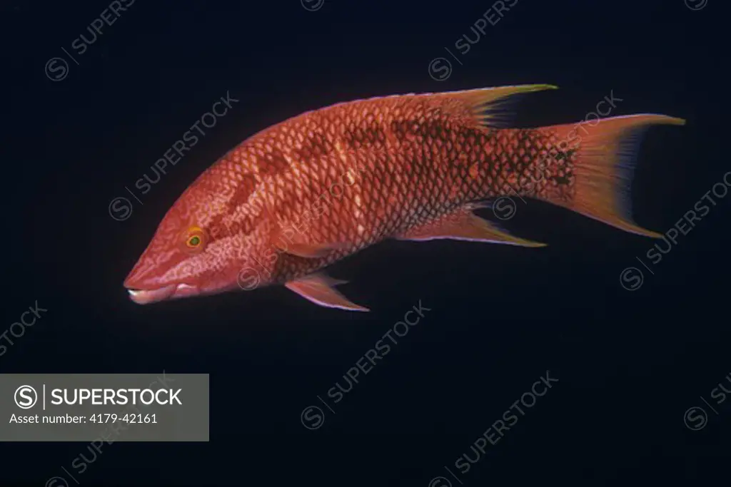 Mexican Hogfish, female (Bodianus diplotaenia) Socorro Islands, Mexico
