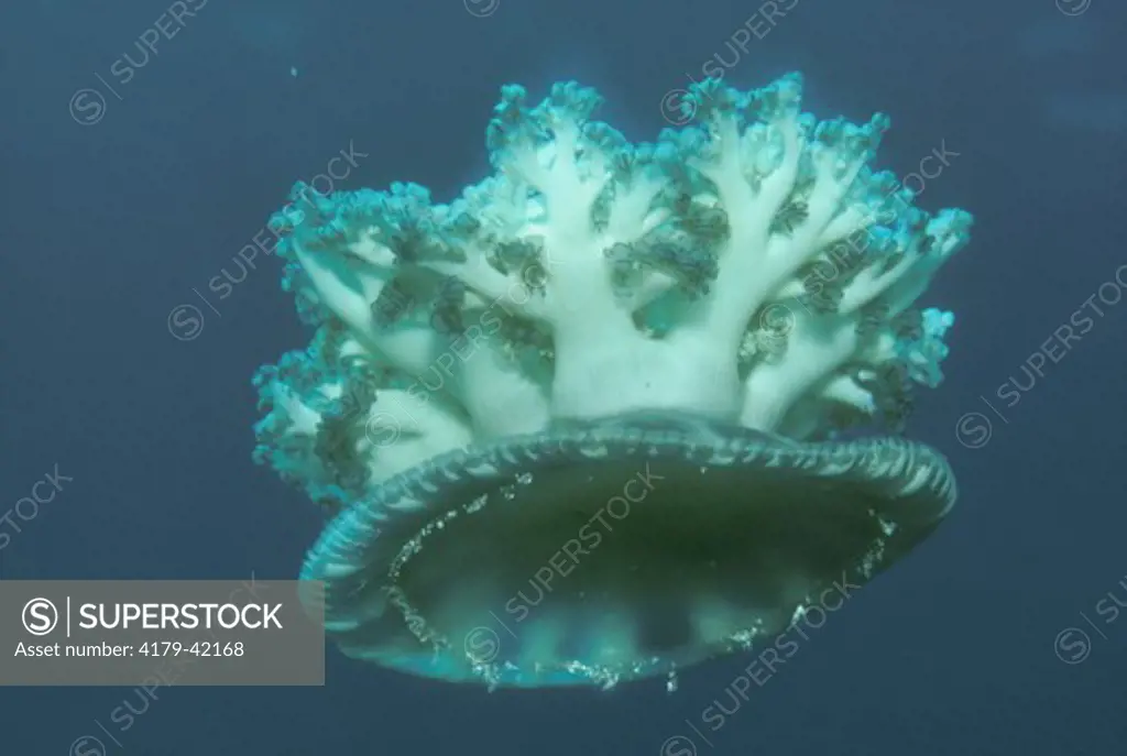 Jellyfish (Cassiopeia andromeda), Indo-Pacific