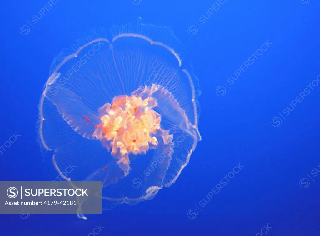Moon jellyfish (Aurelia aurita)