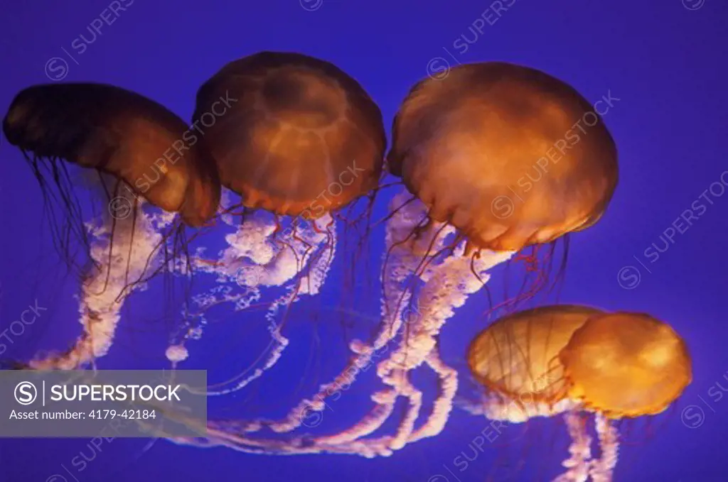 Jelly - Sea Nettle (Chrysaora fuscenscens) Monterey Bay Aquarium/CA