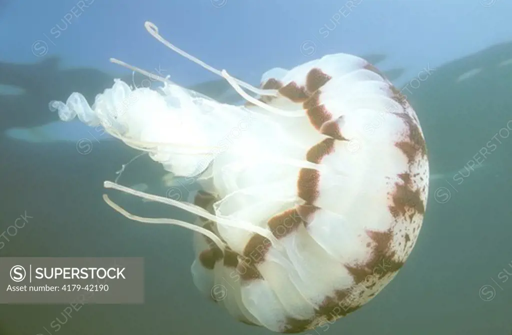 Pelagia/Purple Jellyfish (Pelagia noctiluca) Pt. Loma, San Diego, CA