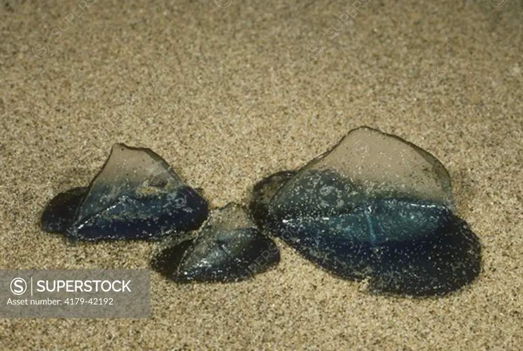 By-the Wind Sailors Jellyfish or Siphonophores (Velella velella) St. Lucia Park, S. Africa