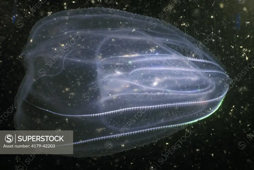 Leidy's Comb Jelly (Mnemiopsis leidyi) 4 high 2 wide - off of New Jersey
