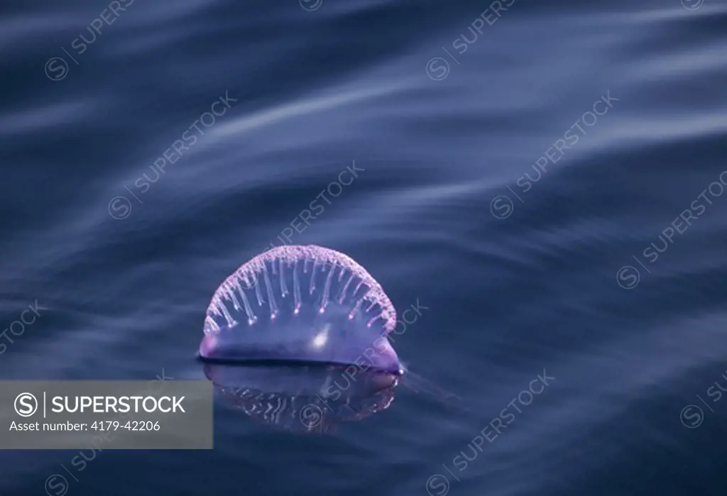 Portuguese Man-o'-War, Jellyfish, off Cape Hatteras, North Carolina