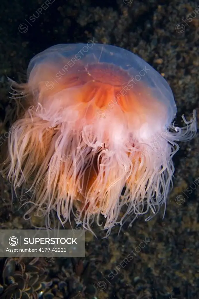 A Lion's mane jellyfish, Cyanea capillata, on the Axel Carlson Artificial Reef site, tugboat Veronica M, off Bayhead, NJ, USA.