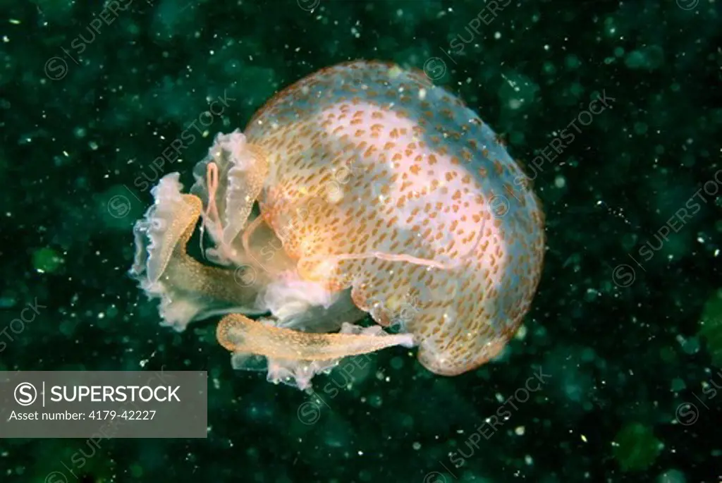A purple jellyfish, Pelagia noctiluca, in the plankton rich waters above the wreck of the Irene / Truro, two barges that sank on May 26, 1934 in 75' of water about seven miles off the coast of Island Beach State Park, New Jersey