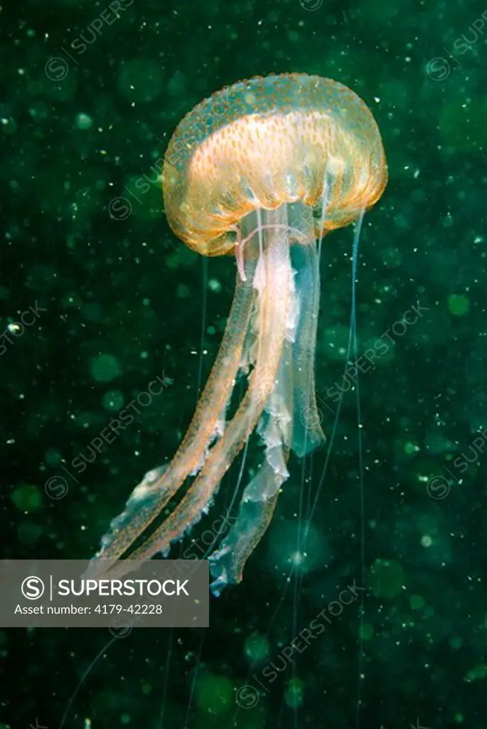 A Purple Jellyfish (Pelagia noctiluca) in the plankton rich waters above the wreck of the Irene / Truro, two barges that sank on May 26, 1934 in 75' of water about seven miles off the coast of Island Beach State Park, New Jersey