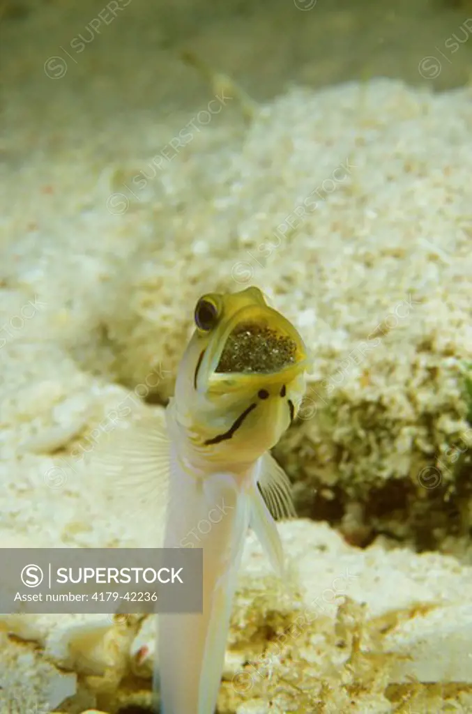 Male Yellowhead Jawfish aerating & incubating Eggs (Opistognathus aurifrons)