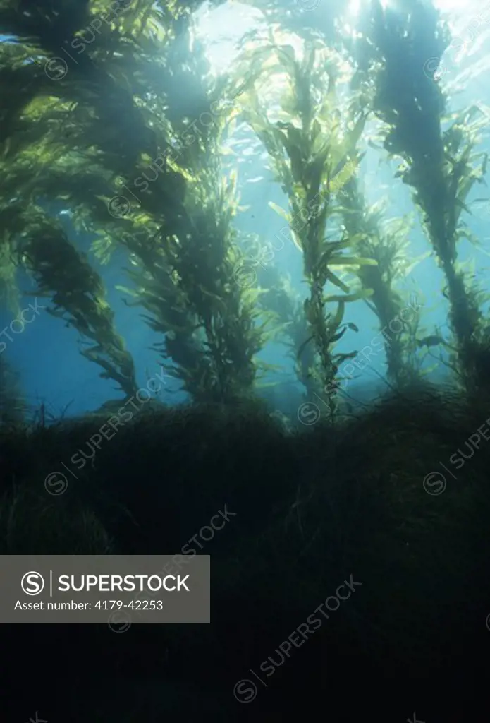 Different types of Kelp & Seaweed make a rich home for marine life, California