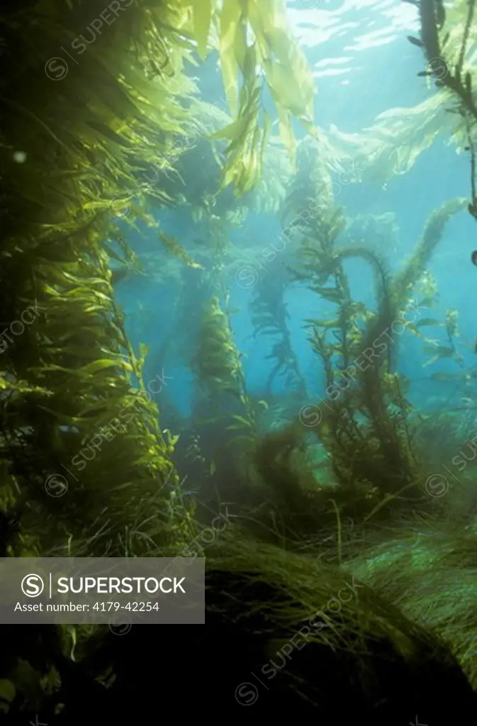 Different types of Kelp & Seaweed make a rich home for marine life San Clemente