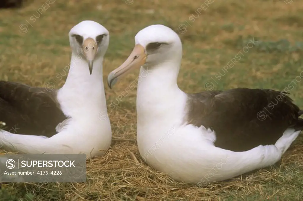 Laysan Albatross Pair (Diomedea immutabilis)  Midway NWR/HI