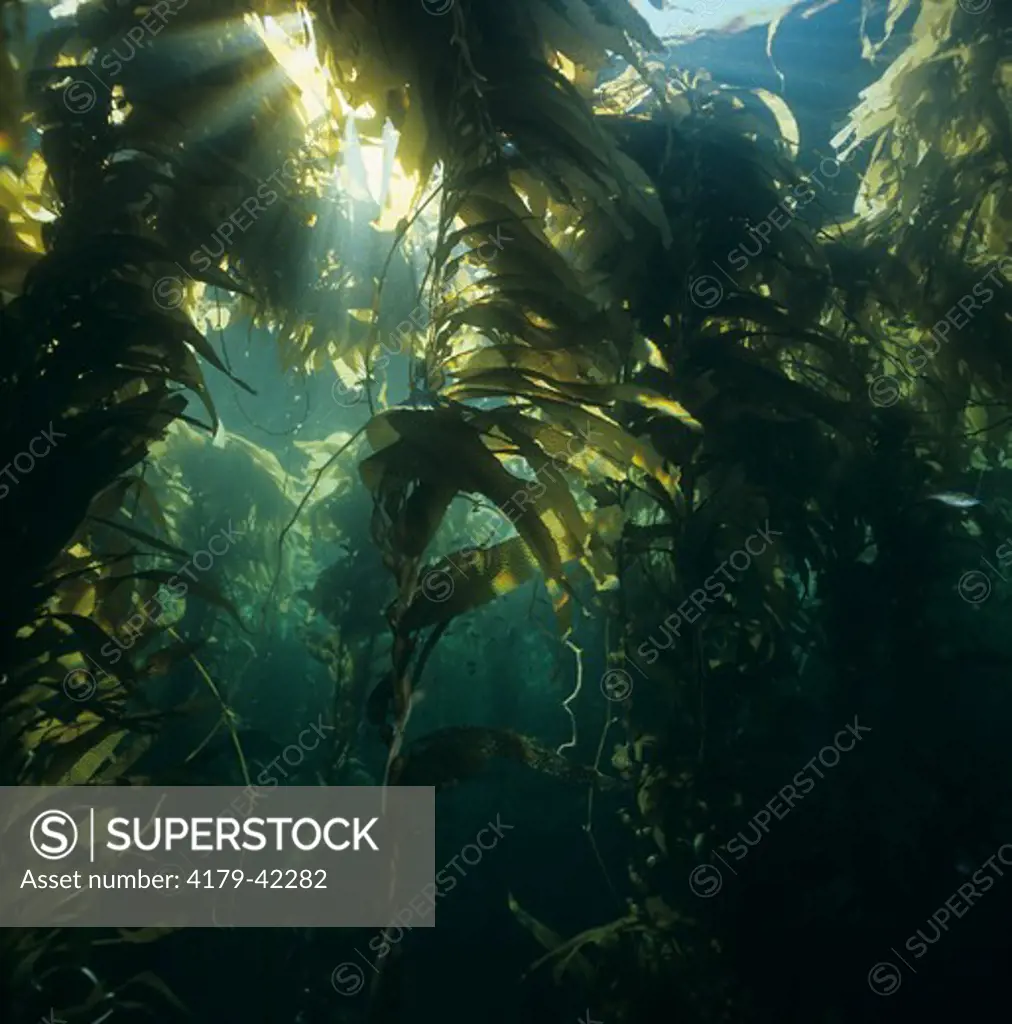 Kelp Forest (Macrocystis pyrifera) Catalina Island, California