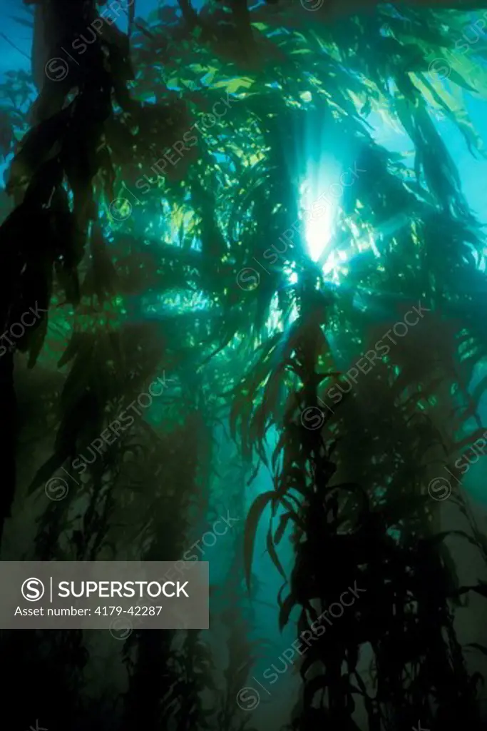 Giant Kelp (Macrocystis pyrifera) California