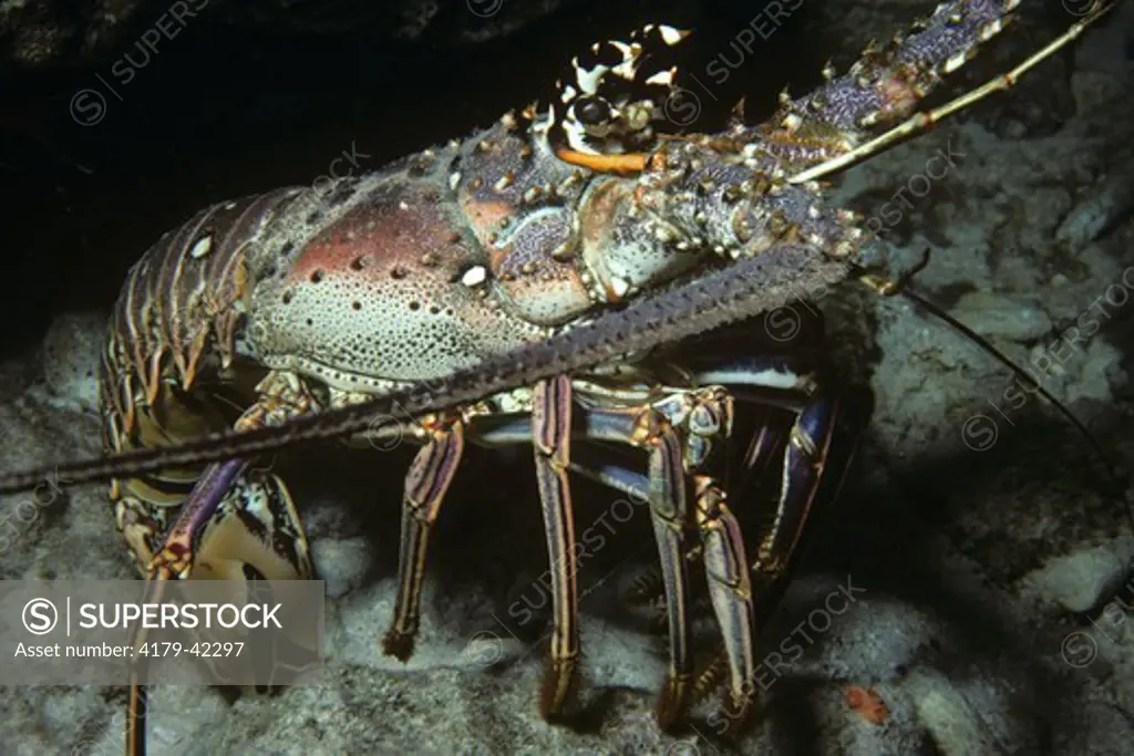 Spiny Lobster (Panulirus argus), Caribbean