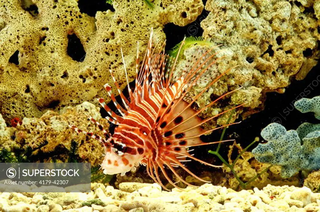 Spotfin Lionfish (Pterois Antennata) Red Sea, Yemen