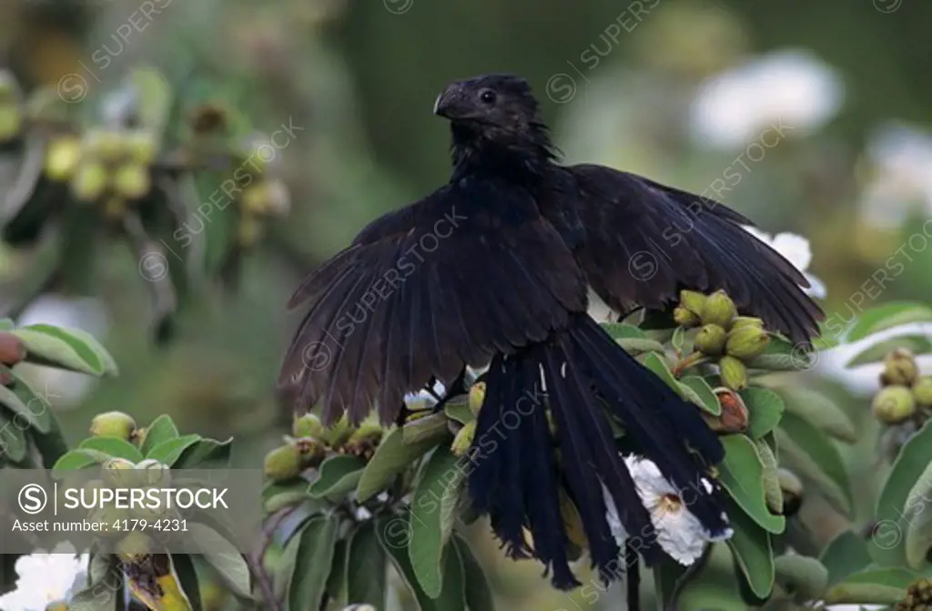 Groove-billed Ani (Crotophaga sulcirostris) adult sunbathing on Mexican Olive Tree, The Inn at Chachalaca Bend, Cameron County, Rio Grande Valley, Texas, USA, May 2004