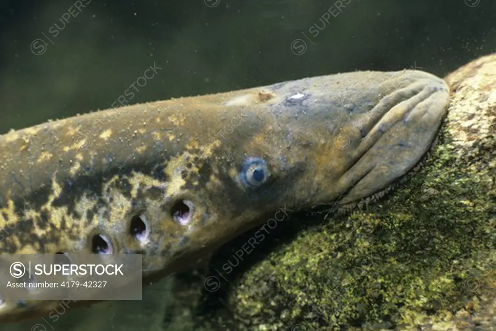 Sea Lamprey Attached To Rock By sucker Disc Mouth (Petromyzon marinus)