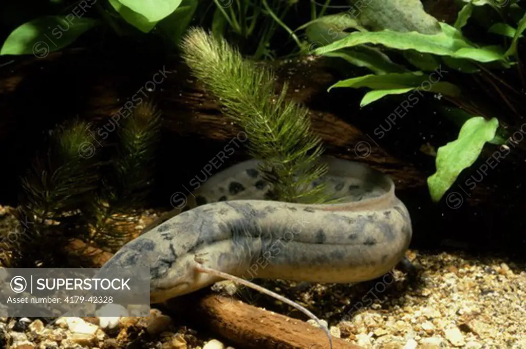 African Lungfish (Protopterus dolloi)