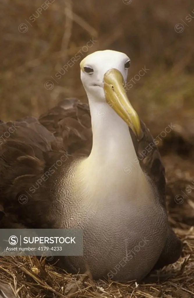 Waved Albatross (Diomedea irrorata) Hood Is., Galapagos