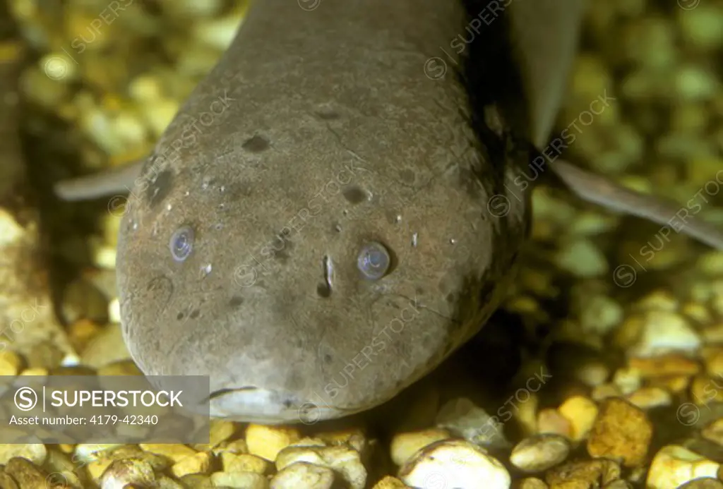 African Lungfish (Protopterus annectens), Metro Zoo, Florida
