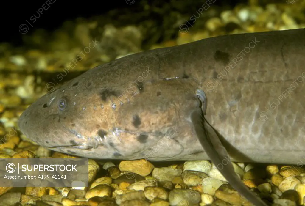 African Lungfish (Protopterus annectens), Metro Zoo, FL