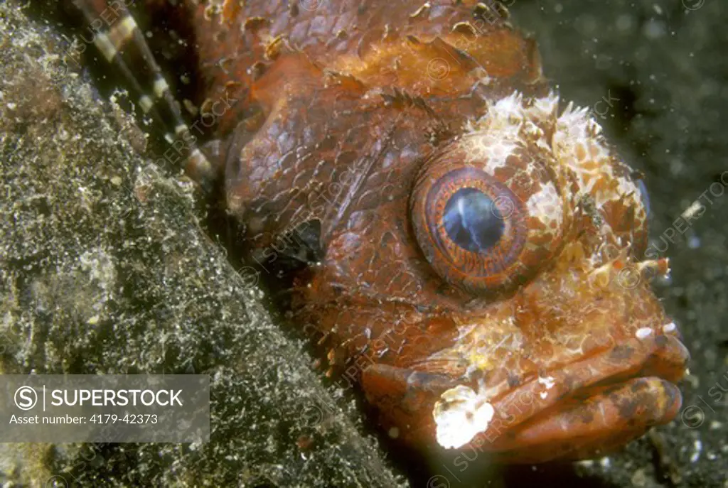 Dwarf Lionfish (Dendrochirus brachypterus) N. Sulawesi, Indonesia