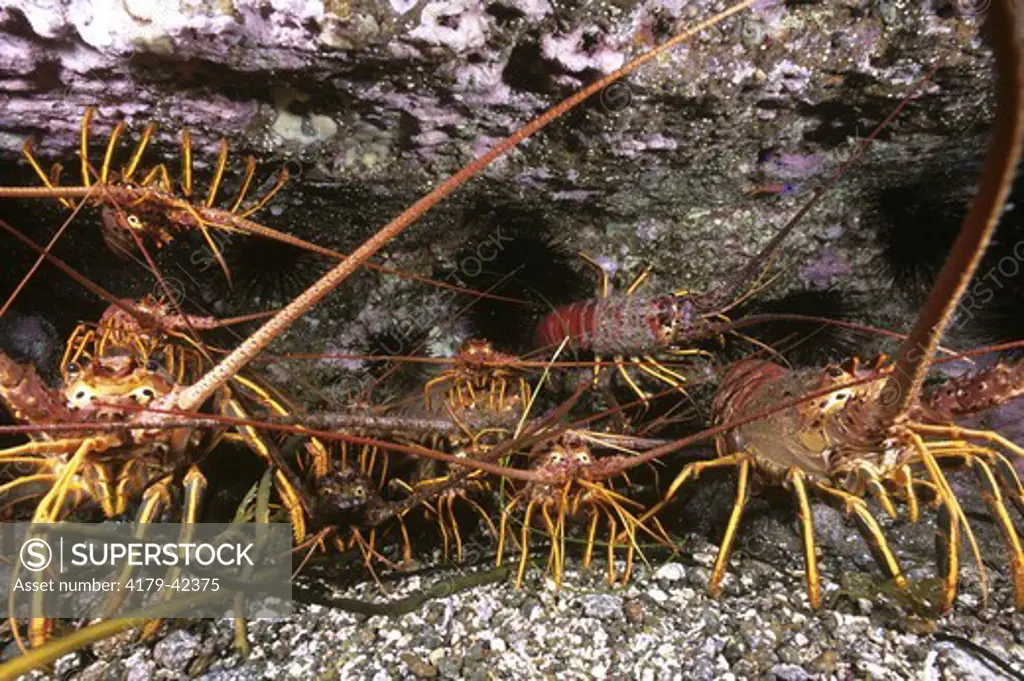 California Spiny Lobster (Panulirus interruptus) Guadalupe Island, Mexico