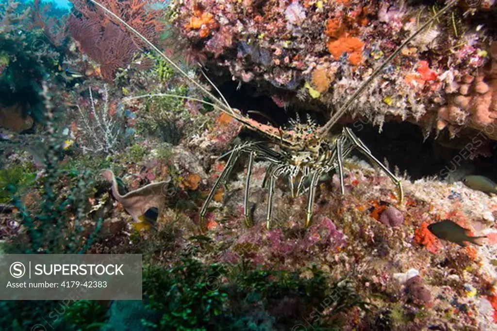 Spiny Lobster (Panulirus sp) in Coral and Sponge covered Reef Structure, Calvados Chain, Papua New Guinea