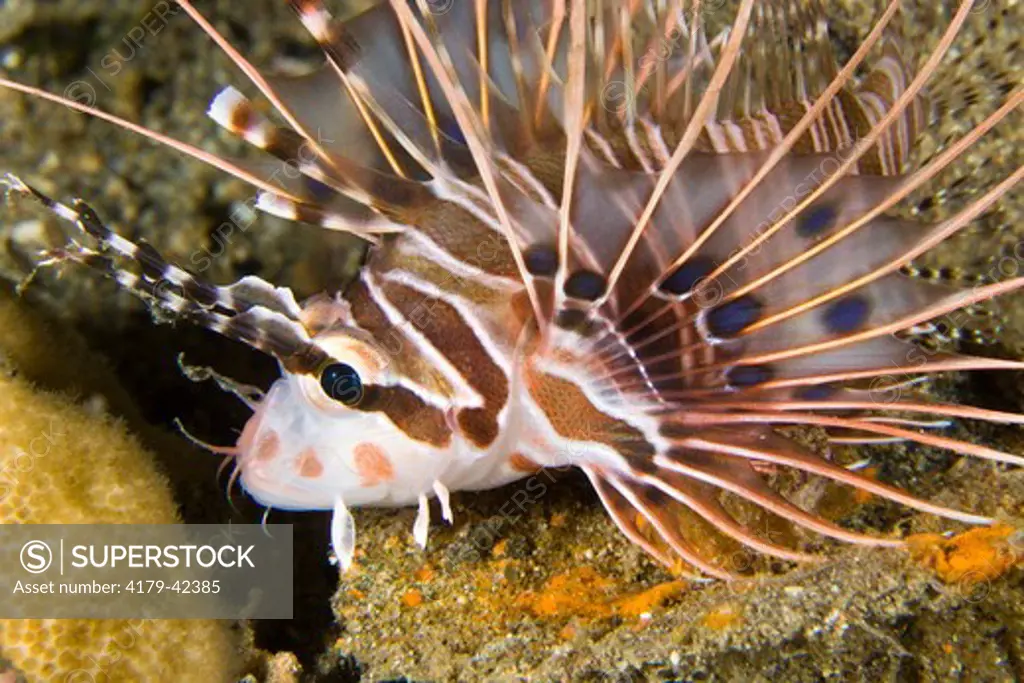Lionfish (Pterois antennata)  Esa'ala Wharf, Papua New Guinea