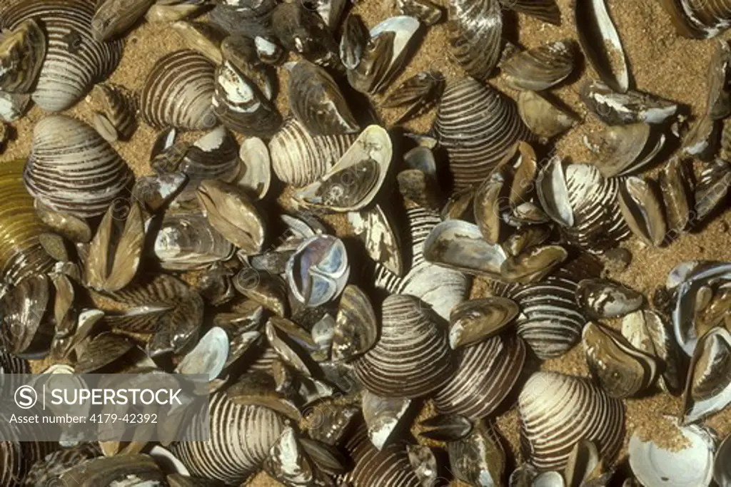 Zebra Mussels and Asiatic Clams, Lake Erie Shore Michigan