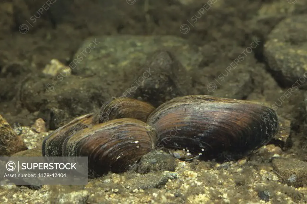 Freshwater Mussels (Margaritifera sp.) NJ, New Jersey