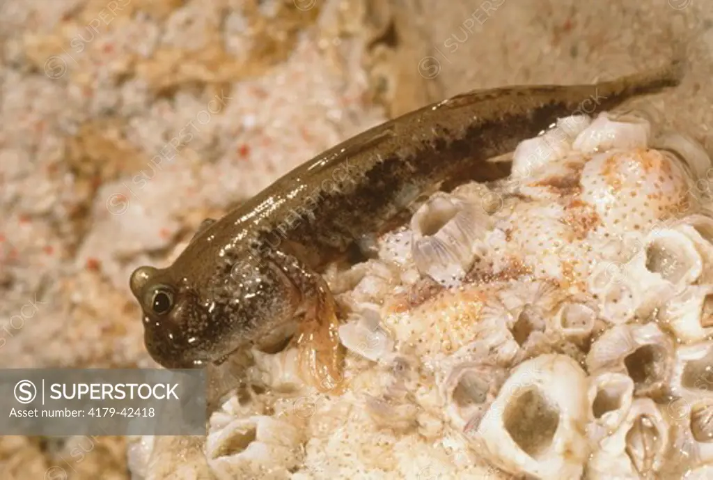 Mudskipper (Periophthalmus barbarus) S.E. Asia