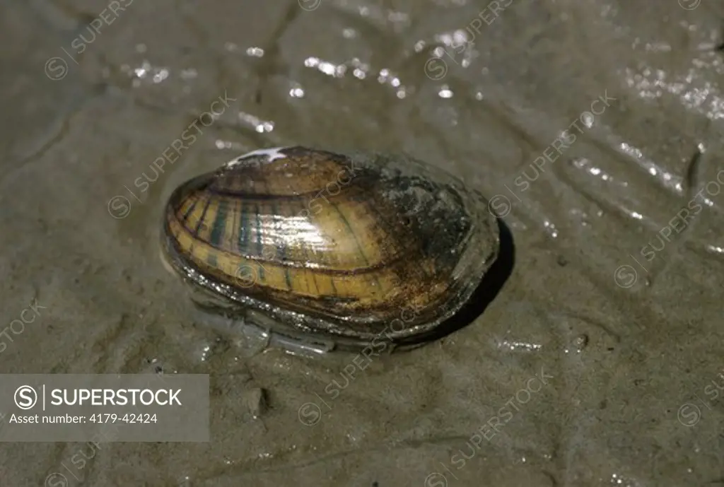 Fresh Water Mussel on Upper Mississippi River, MN USA (Unionidae)