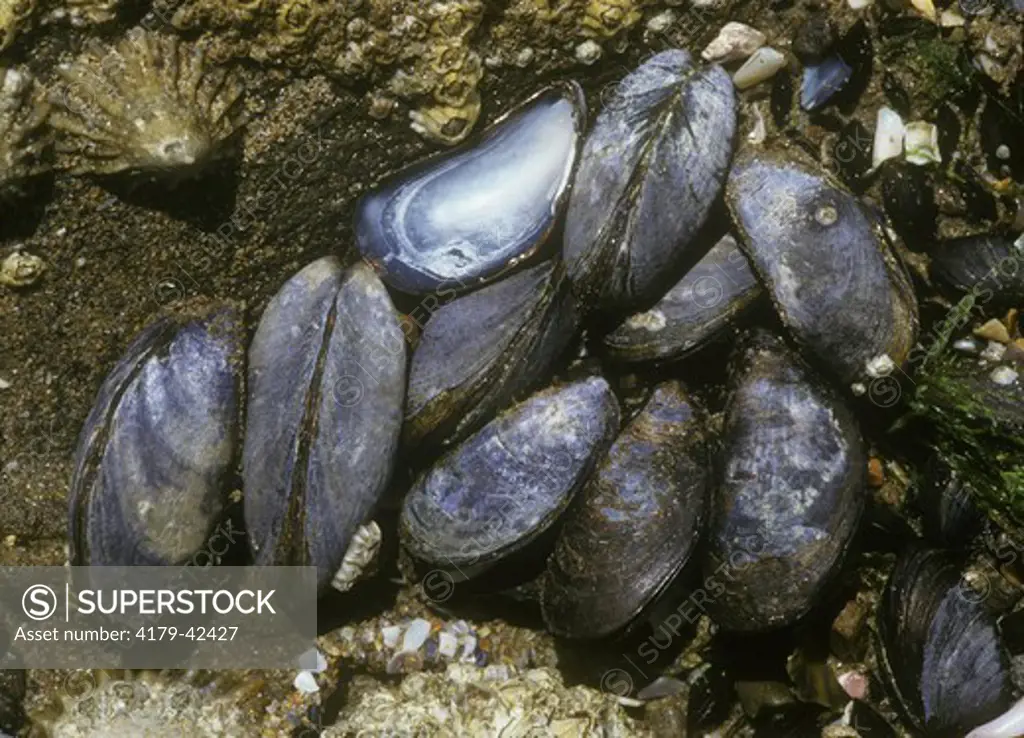 Common Mussel (Mytilus edulis), GB