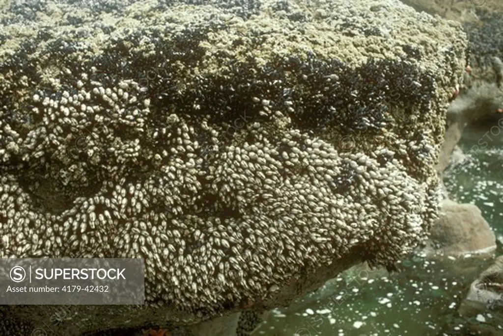 California Mussels (Mytilus californianus)& Gooseneck Barnacles, Olympic NP, WA