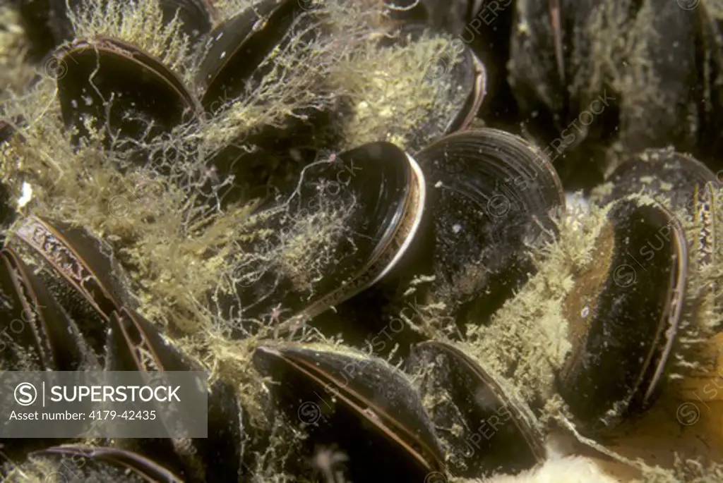 Blue Mussel (Mytilus edulis) on the wreck of the Tolten off NJ